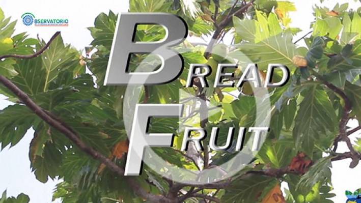 BREAD FRUIT SUB-38